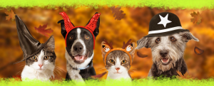 TTP-Bootiful Ideas to Make Your Pooch Part of Your Halloween Fun-header-new