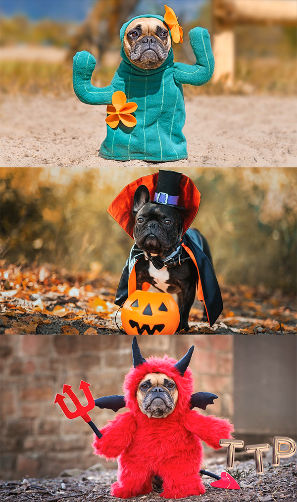 TTP-pooch-dogs-costumes ideas